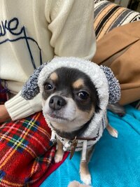 くみっきー『愛犬に初めての手作りご飯。』