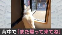 家族を“ず～っと”見送る柴犬