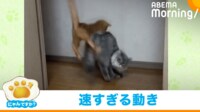 【映像】速すぎて追いつけない!? 弟猫の突進を見事にかわす兄猫の“神ワザ”