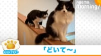 【映像】遠慮がちに「どいて」アピールする猫