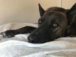  坂上忍、結婚を発表した番組放送後の祝福のメッセージに感謝「そんな我家ですが、今後とも.....宜しくお願い致します！」 