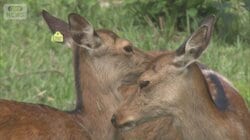 名古屋城のシカ“絶滅”寸前　京都から受け入れる案が浮上も…クマ出没で計画難航