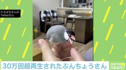 「邪魔するな！」相手によって対応が違う“文鳥”に反響続々 投稿主「序列ある」