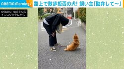 何度お尻を持ち上げられてもペタン 「絶対に歩きたくない」柴犬と飼い主の戦い