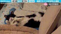 ソファでくつろぐ猫 飼い主と目が合い“硬直”する姿に「お目目ぱちくりしてるの可愛すぎ」「べ、別にくつろいでた訳じゃないにゃ」