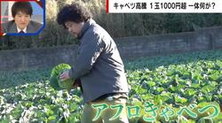 １玉1000円超で農家も大打撃…キャベツ高騰のメカニズム「異常気象で“産地リレー”破綻」
