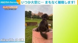 ”しっぽの回転速度“でテンションがわかる犬 プロペラ機並みの高速回転に飼い主「まもなく離陸?」と爆笑 