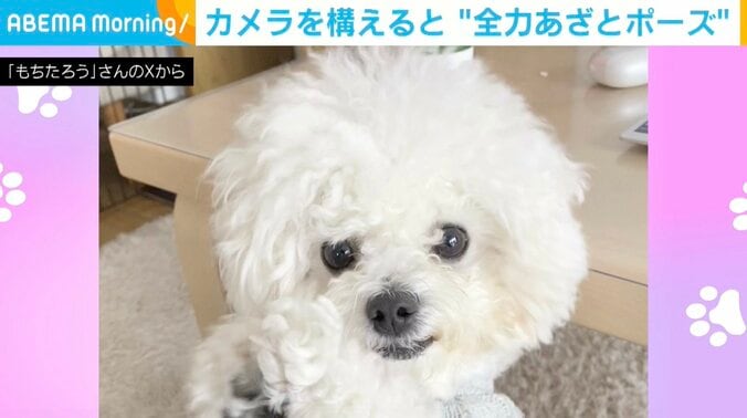 もちたろうくん