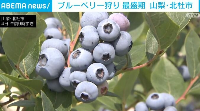 ブルーベリー