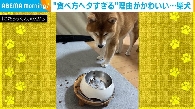 柴犬のこたろうくん（11歳）