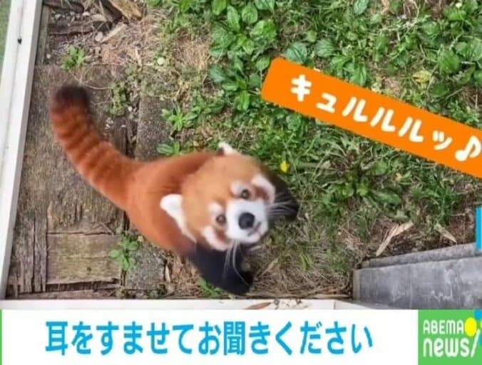 「うおーかわええ！」レッサーパンダの“喜怒哀楽”を表す鳴き声の動画に癒やされる人続出 1枚目