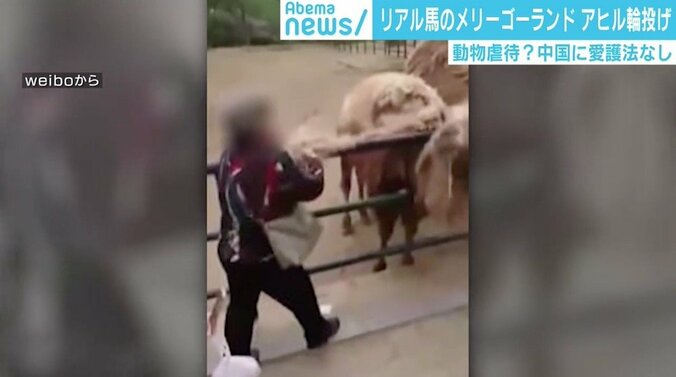 クレーンゲームに生きた猫、梱包され配送される犬も…中国で動物へのトンデモ行為が横行 4枚目