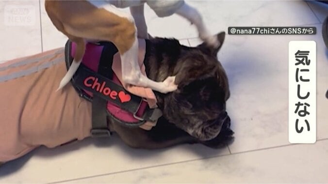 気にしないワン