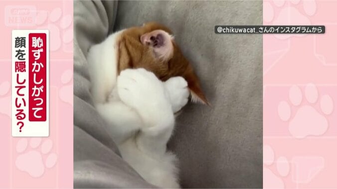 なぜ顔を隠すの？ちくわくん