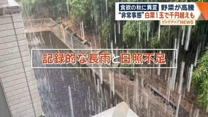 記録的な長雨と日照不足が原因