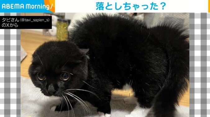 マンチカンのタビくん（生後5カ月）