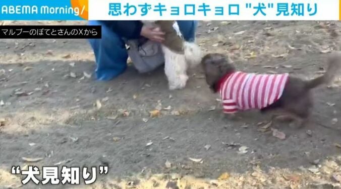 ドッグラン