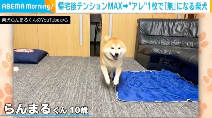 柴犬の「らんまる」くん