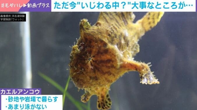 カエルアンコウ