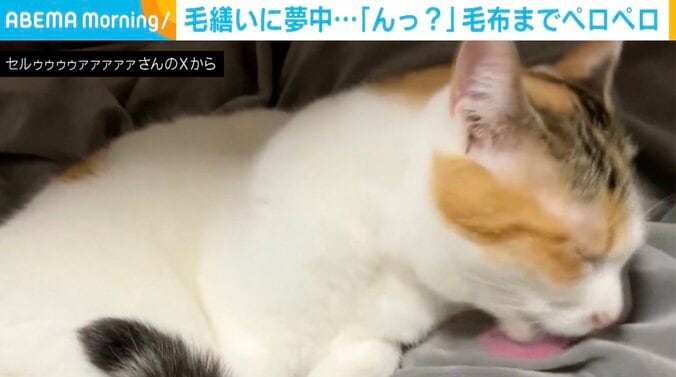 セルジオ悦子ちゃん