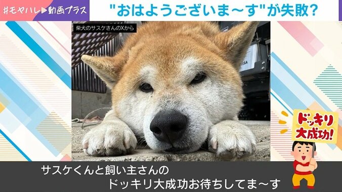 柴犬のサスケくん