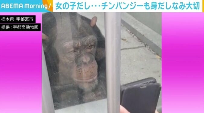 チンパンジーもスマホのインカメで“身だしなみチェック” 飼育員「自分というものをわかっている」 2枚目