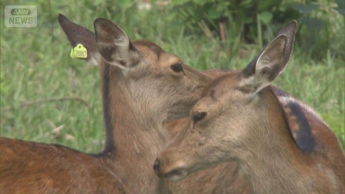 名古屋城のシカ“絶滅”寸前　京都から受け入れる案が浮上も…クマ出没で計画難航 1枚目
