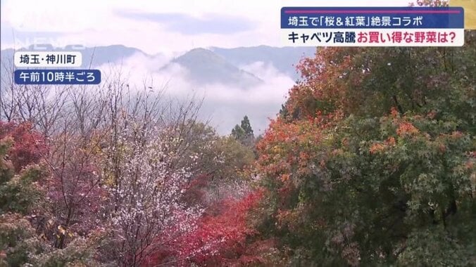 桜と紅葉の絶景