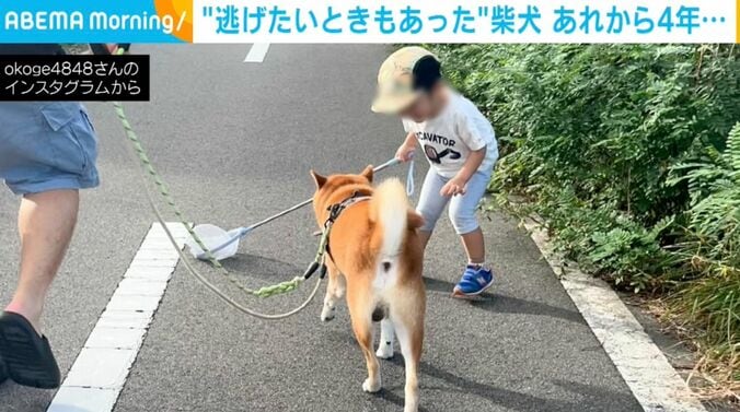 柴犬のおこげくんと1歳児の男の子