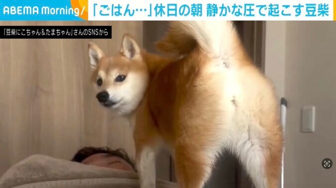 豆柴のにこちゃん