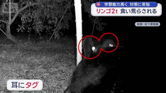 一度捕獲されて山にかえされたか