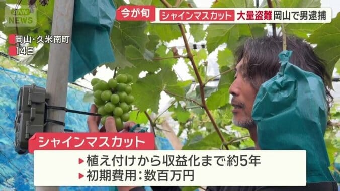 植え付けから収益化まで約5年