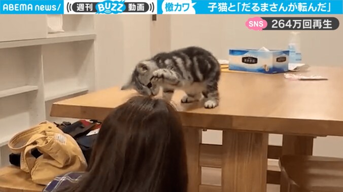 タッチ失敗で“慌てふためく”子猫 飼い主との「だるまさんが転んだ」にキュン 1枚目