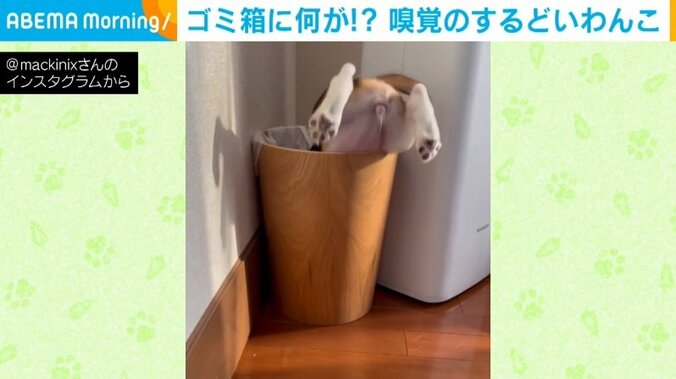 思わず声を出して笑う!? ゴミ箱からお尻を出した犬の姿に飼い主「甘い香りに誘われて入ったのでは」 1枚目