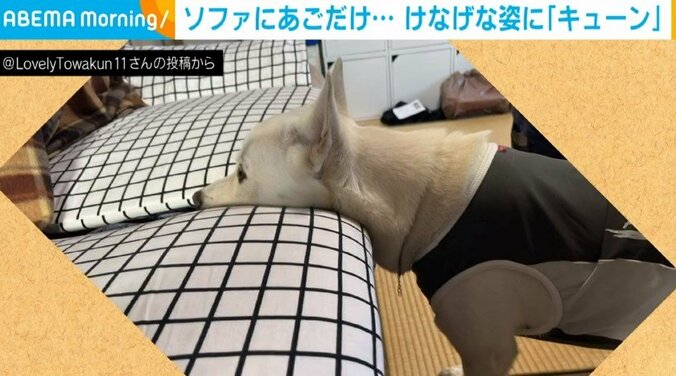 犬「乗ってもいいの…？」見慣れないソファーにアゴだけ乗せる犬の “健気な姿” に「控えめでかわいい」「キュンとした」と悶絶の声 1枚目