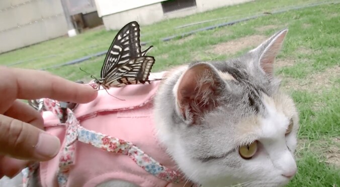 「蝶々さんこんにちは」　背中に蝶々をのせて散歩する猫 1枚目