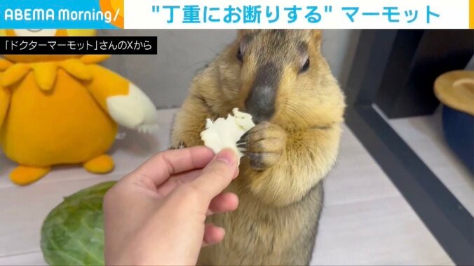 ヒマラヤマーモットのまもちくん