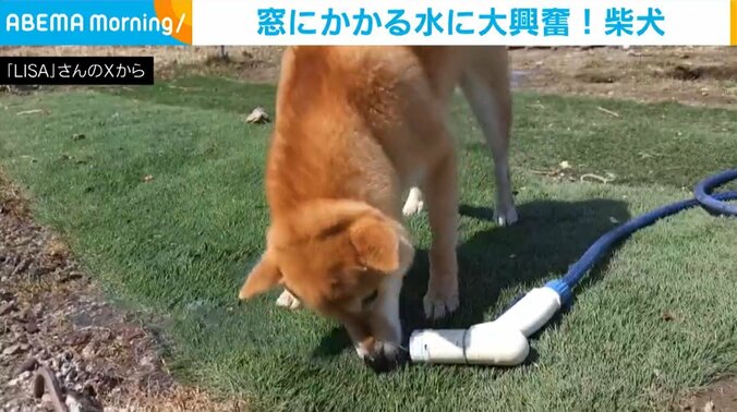 柴犬のおみつくん（5歳）