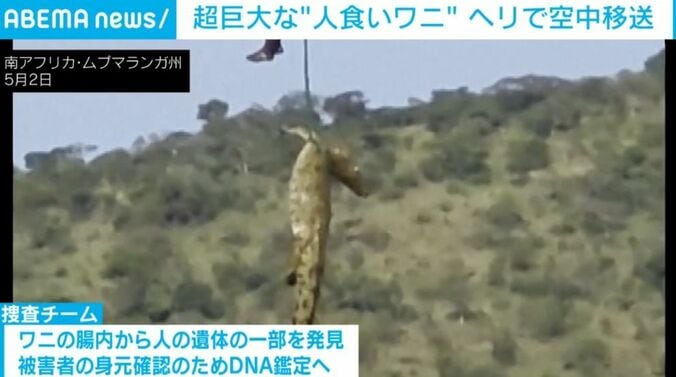 ワニ