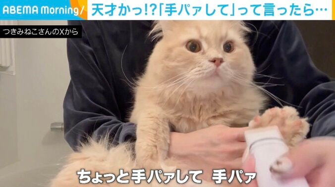 ラガマフィンのつきみくん