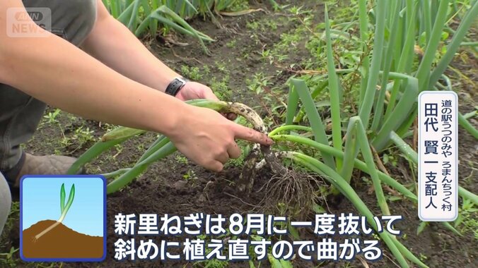 曲げることでストレスがかかり、太く甘みが増すという