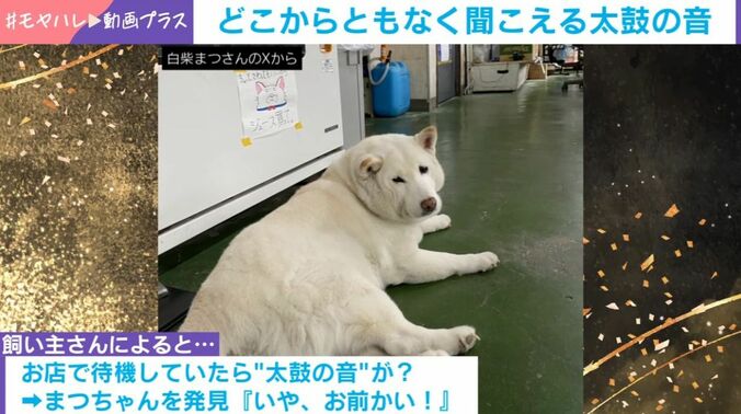 柴犬の「まつ」ちゃん（15歳）