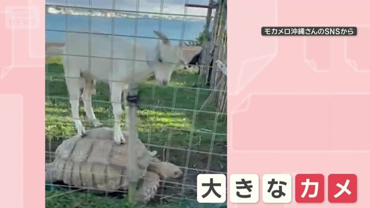 ヤギの下に…カメ！