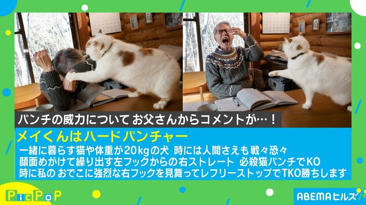 どちらの表情も完璧 猫パンチに怯える瞬間が話題の父親 メイくんはハードパンチャー 話題 Abema Times