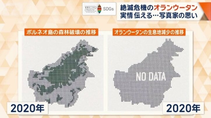 オランウータンの生息数が急激に減少