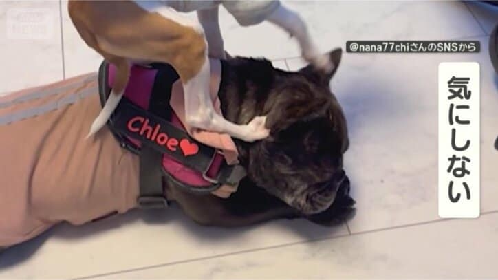 気にしないワン