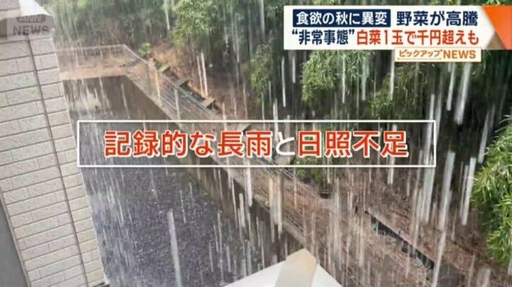 記録的な長雨と日照不足が原因