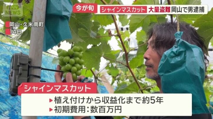 植え付けから収益化まで約5年