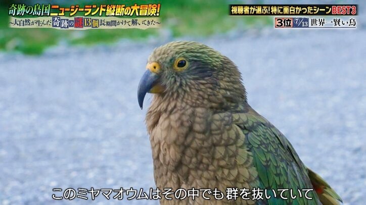 【写真・画像】【ナスD】コピーして使ってください　2枚目