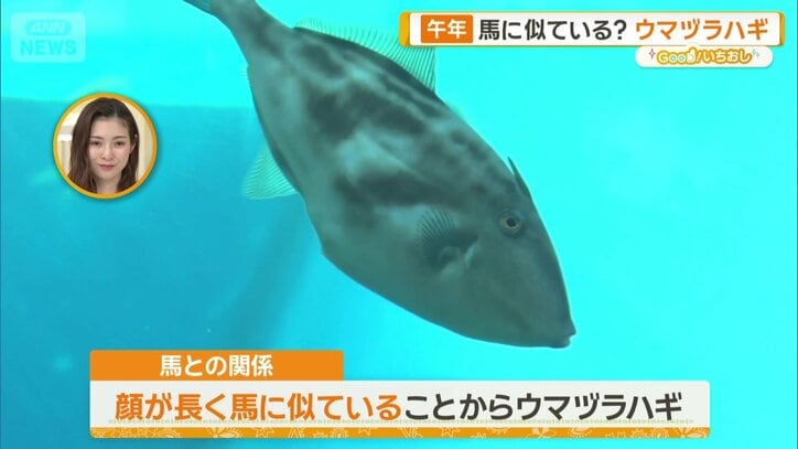 ウマヅラハギ